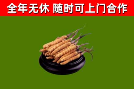 姜堰区回收散虫草