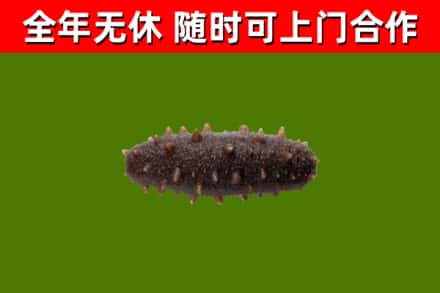 姜堰区回收海参干